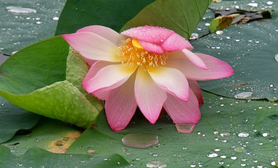 연꽃 위에 맺힌 빗방울