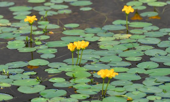 어리연 꽃의 가을외출