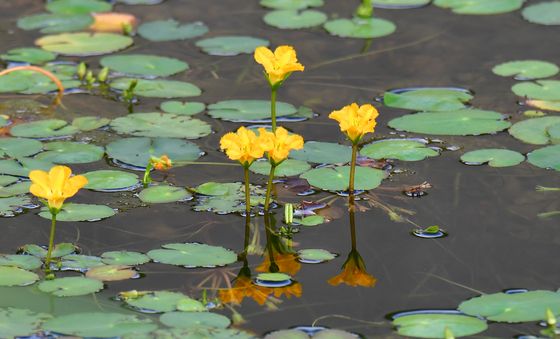 가을 반기는 어리연 꽃