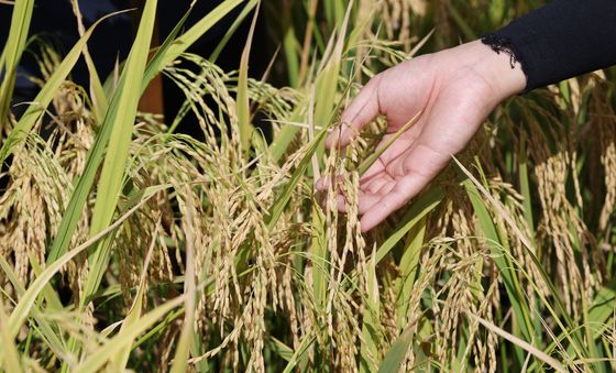 폭염·폭우 이겨내고 노랗게 익은 벼