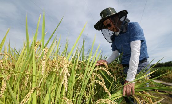 노랗게 익은 벼