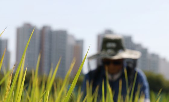 폭염·폭우 이겨내고 노랗게 익은 벼