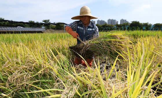 벼베기 좋은 날씨
