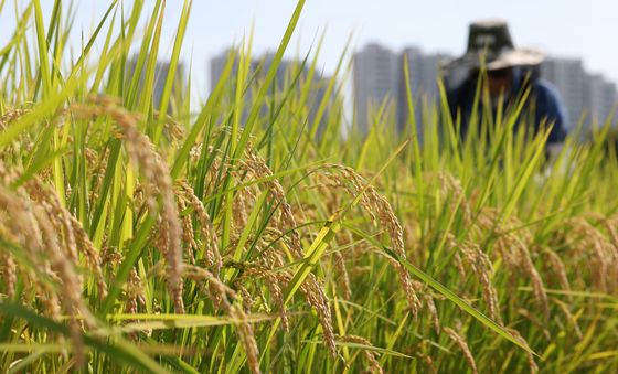 폭염·폭우 이겨내고 노랗게 익은 벼