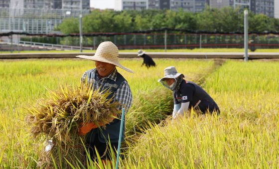 노랗게 익은 벼