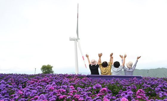 아스타 꽃이 만개한 거창 감악산