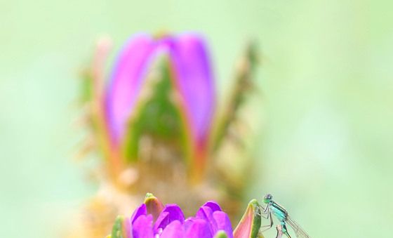 실잠자리와 가시연꽃