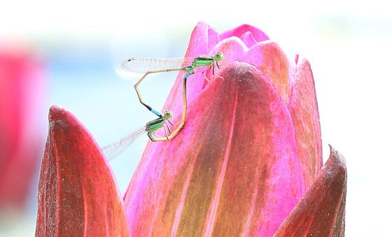 수련꽃과 실잠자리