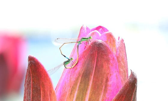 실잠자리와 수련꽃