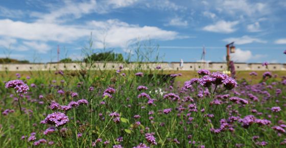 파란 하늘과 보랏빛 버들마편초