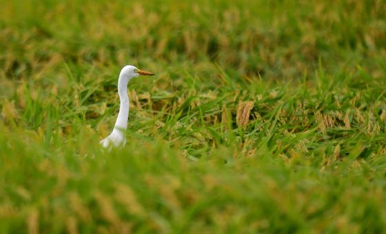 고개 내민 백로