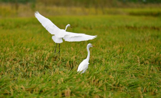 백로들의 맛집은 어디