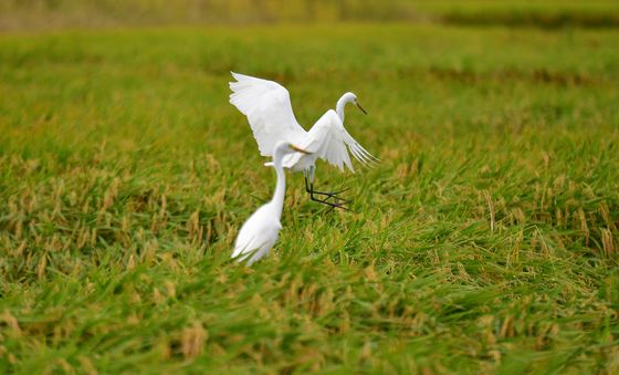 먹이감 찾는 백로 한쌍
