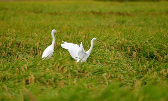 가을 들녘으로 날아든 백로 한쌍