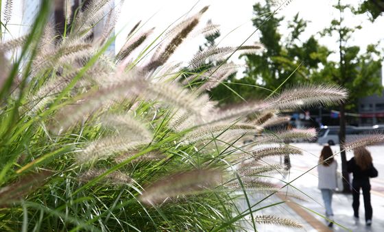 가을의 시작 알리는 수크렁