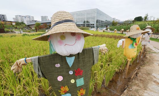 익어가는 벼와 허수아비