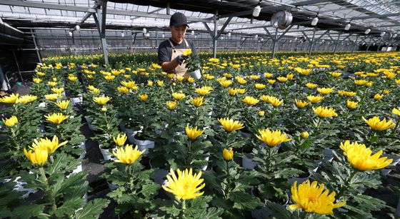 국화의 계절, 가을