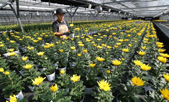 국화의 계절, 가을