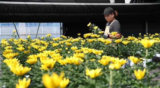 가을 대목 앞두고 출하량 줄어든 국화