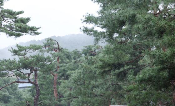 노송지대 들어선 정조대왕 능행차 행렬