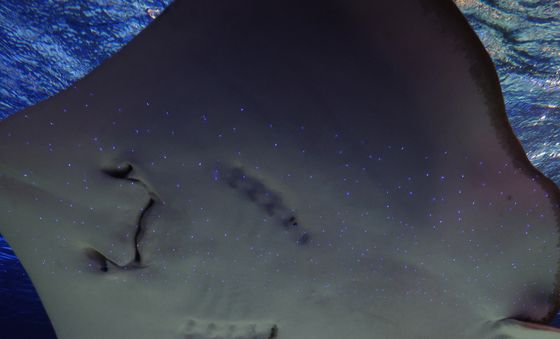 물 속에서 전하는 추석 인사