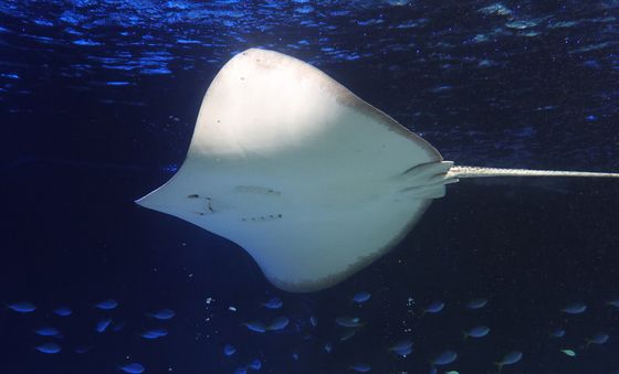 물 속에서 전하는 추석 인사