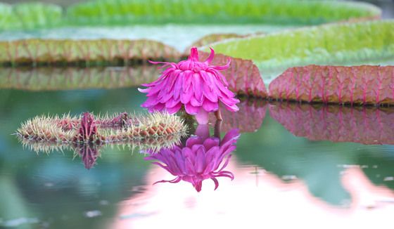 상림연꽃단지에 활짝 핀 빅토리아 연꽃