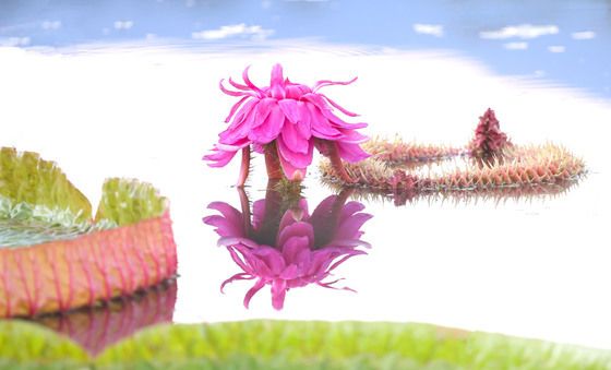 상림연꽃단지에 활짝 핀 빅토리아 연꽃