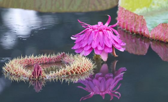 폭염 속에 핀 빅토리아꽃