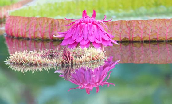 폭염 속에 핀 빅토리아꽃