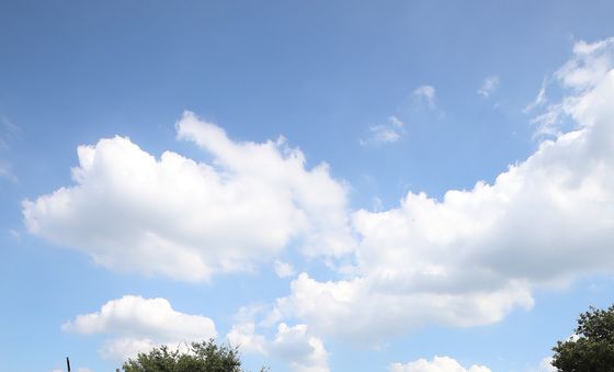 파란하늘 아래 코스모스