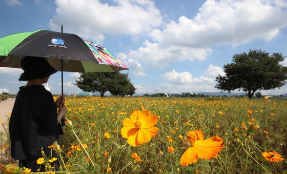 가을 소식 전하는 코스모스