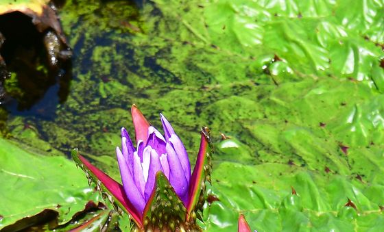 가시연꽃의 화랴한 외출