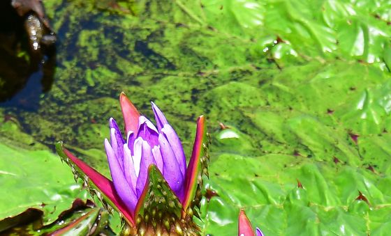 폭염 이겨낸 가시연꽃