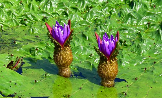 멸종위기야생식물 가시연꽃