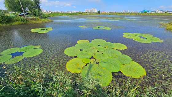 가시연꽃이 한가득