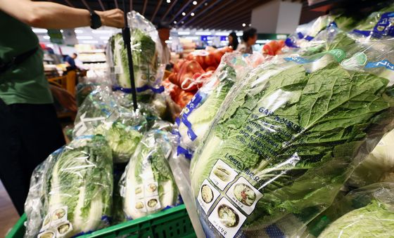 여전히 '금배추'