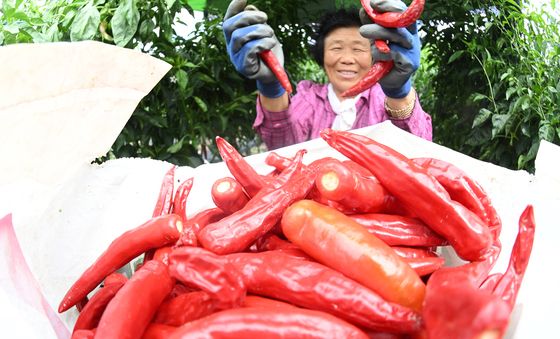거창군 고추 수확