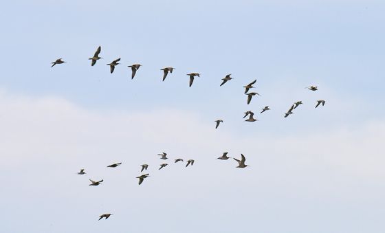 도요새들의 비행