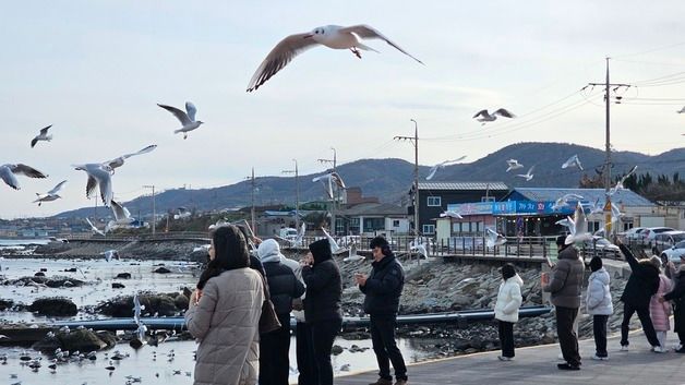 병오년 새해 갈매기와 함께