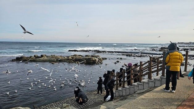 갈매기 반기는 호미곶