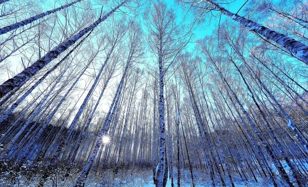아름다운 눈옷 입은 인제 자작나무숲