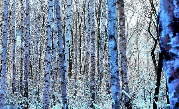 하얀 눈옷 입은 자작나무숲