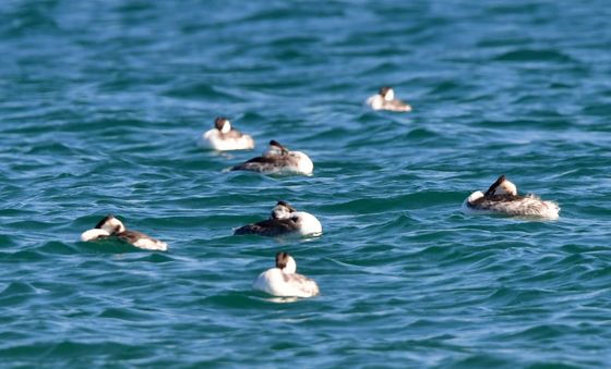 낮잠자는 뿔논병아리