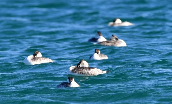 뿔논병아리들의 평온한 오후