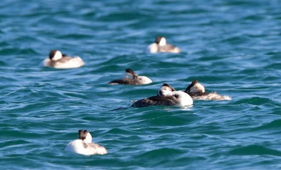 겨울 낮잠 즐기는 뿔논병아리