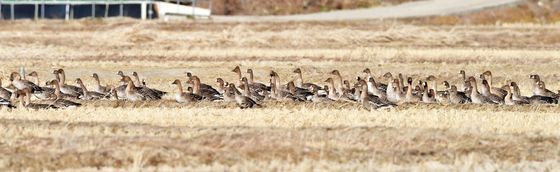 포항찾아온 기러기 떼