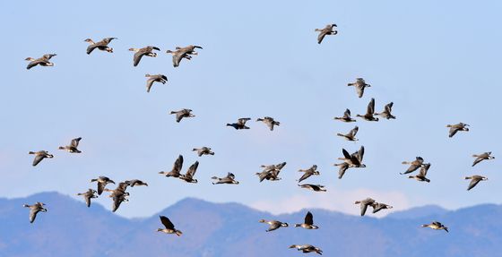 날아오르는 기러기 떼