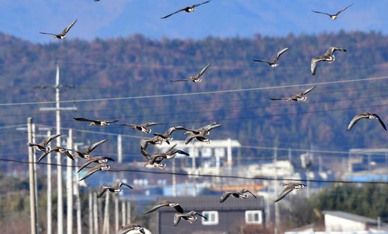 기러기 비행 위협하는 전깃줄