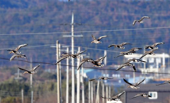 '전기줄을 피해서'